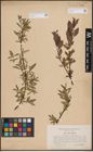 Foto von Salix foetida Schleich. ex DC. x Salix purpurea L.